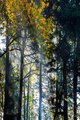 God's Rays in the Forest Park, Portland Oregon #1, vertical
