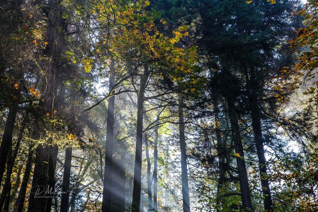 God's Rays in the Forest Park, Portland Oregon #2, horizontal