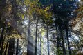 God's Rays in the Forest Park, Portland Oregon #2, horizontal