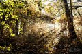God's Rays in the Forest Park, Portland Oregon #3, horizontal