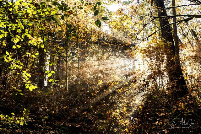 God's Rays in the Forest Park, Portland Oregon #3, horizontal