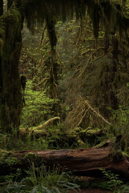 Hall of Mosses Trail #1
