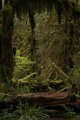 Hall of Mosses Trail #1