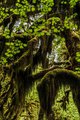 Hall of Mosses Trail #2