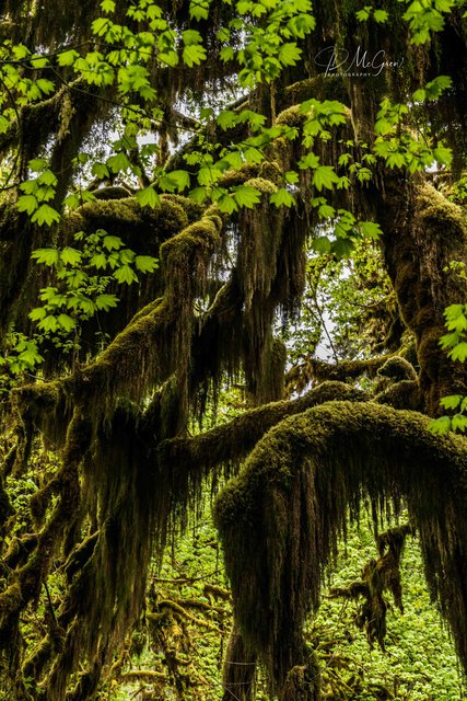 Hall of Mosses Trail #2