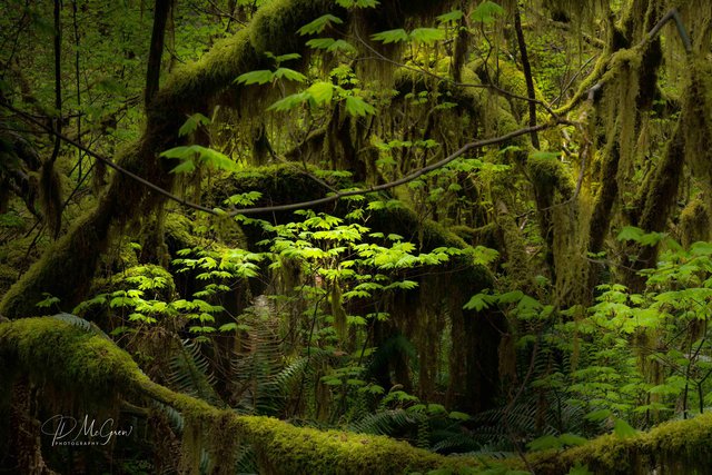 Hall of Mosses Trail #3