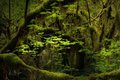 Hall of Mosses Trail #3