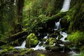 Merriman Falls in the Quinault Rain Forest #1