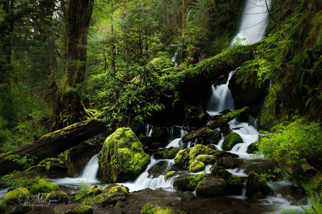 Merriman Falls in the Quinault Rain Forest #1
