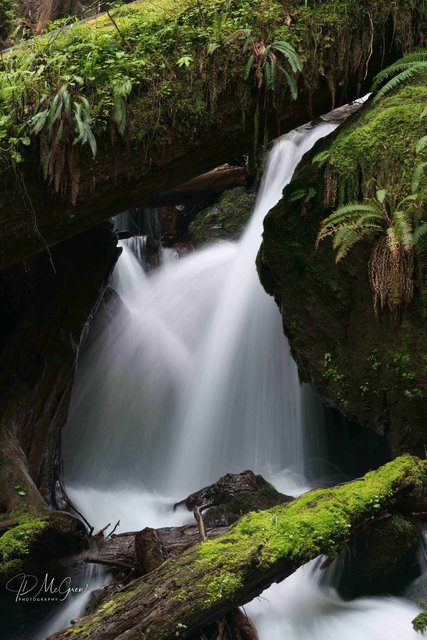 Merriman Falls in the Quinault Rain Forest #2