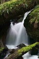 Merriman Falls in the Quinault Rain Forest #2
