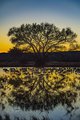 Sundown Orange on Tree and Cranes Reflection