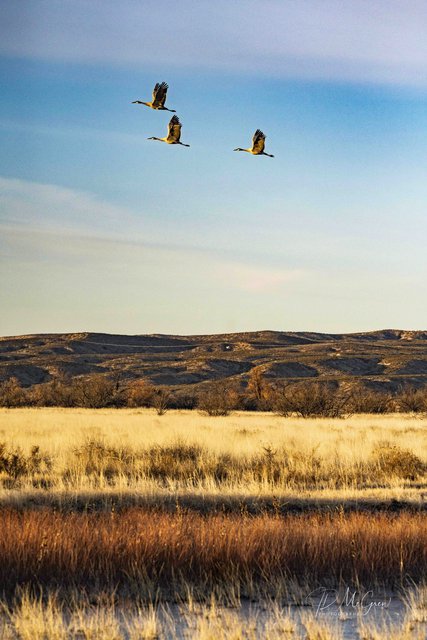 Three Sand Hill Cranes in Blue