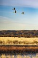Three Sand Hill Cranes in Blue
