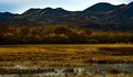 Paint Brush Trees at Bosque del Apache