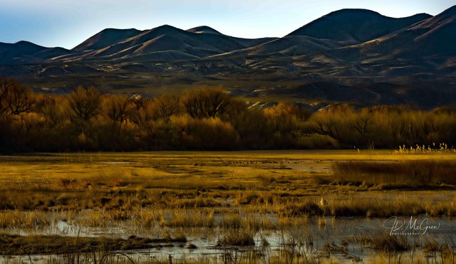 Paint Brush Trees at Bosque del Apache