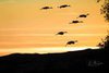 Silhouette Cranes Against Golden Sky