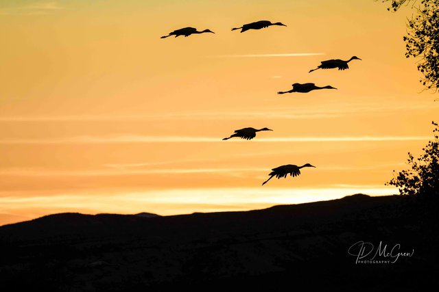 Silhouette Cranes Against Golden Sky