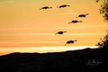 Silhouette Cranes Against Golden Sky
