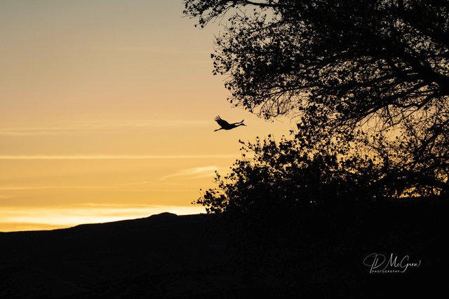 Single Crane Silhouetted Against Golden Sky