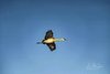 Crane Against the Blue Blue Sky