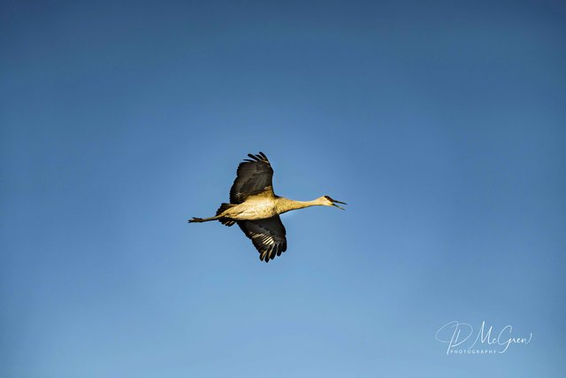 Crane Against the Blue Blue Sky