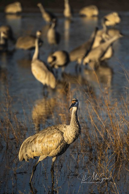 Crane Posing for Portrait #1