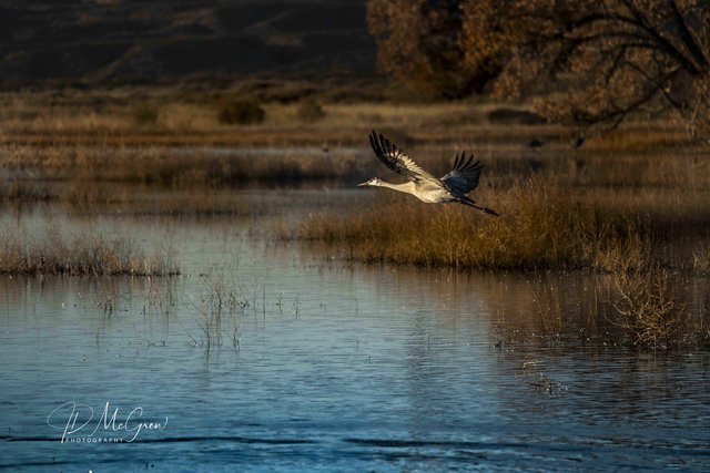 Crane Taking Flight Above Water