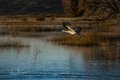 Crane Taking Flight Above Water