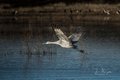 Crane Taking Flight Above Water #2