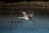 Crane Taking Flight Above Water #2