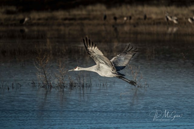Crane Taking Flight Above Water #2