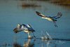 Pair of Cranes Taking Flight from Water