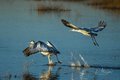 Pair of Cranes Taking Flight from Water
