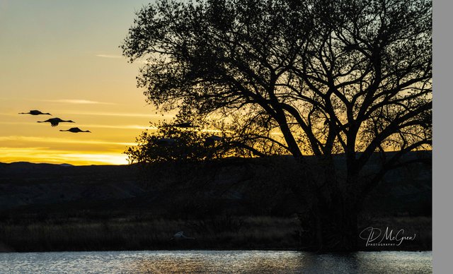 Three Cranes Silhouetted Against the Golden Sky