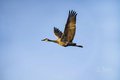 Crane Against the Blue Blue Sky #2