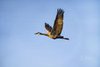 Crane Against the Blue Blue Sky #2