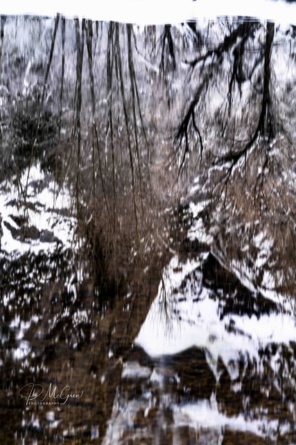 Reflections of Snow and Trees in Yosemite's Merced River #1, vertical2