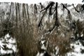 Reflections of Snow and Trees in Yosemite's Merced River #3, horizontal