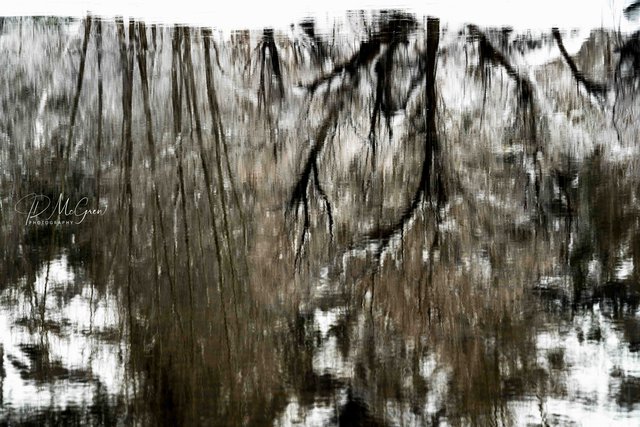 Reflections of Snow and Trees in Yosemite's Merced River #3, horizontal