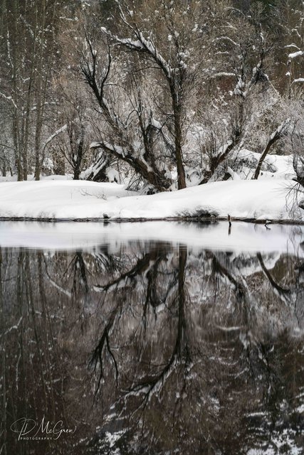 Reflections of Snow and Trees in Yosemite's Merced River #4, vertical