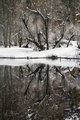Reflections of Snow and Trees in Yosemite's Merced River #4, vertical