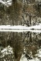 Reflections of Snow and Trees in Yosemite's Merced River #5, vertical