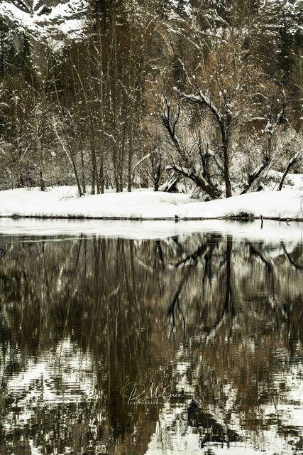 Reflections of Snow and Trees in Yosemite's Merced River #5, vertical