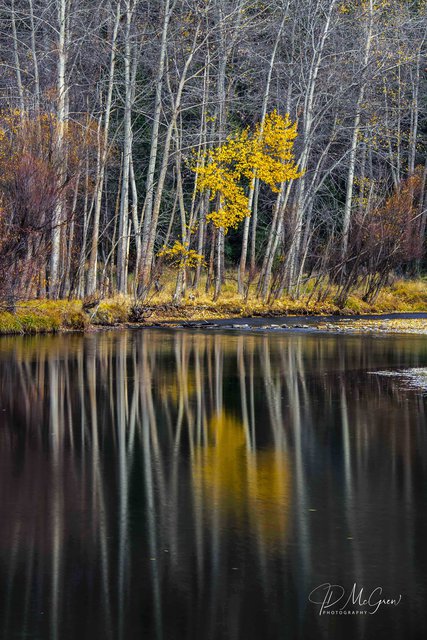 Quaking Aspens in the Merced River, Yosemite National Park