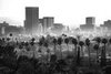 The Forest and the City, #3