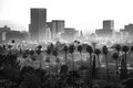 The Forest and the City, #3