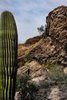 Saguaro Cactus and Javelina Rocks, Saguaro National Park #1, vertical