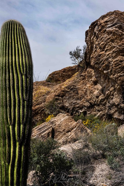 Saguaro Cactus and Javelina Rocks, Saguaro National Park #1, vertical