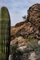 Saguaro Cactus and Javelina Rocks, Saguaro National Park #1, vertical